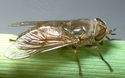 Black fly
